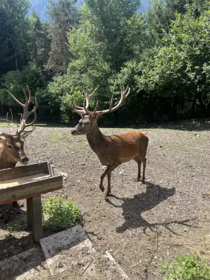 Rothirsch Klasse 3 zu verkaufen, Wildbret dabei