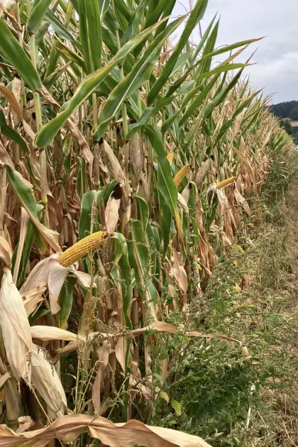 Maissilageballen zu verkaufen