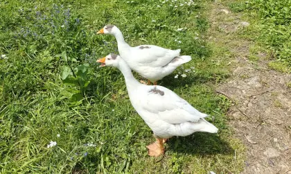 Österreichische Landgänse