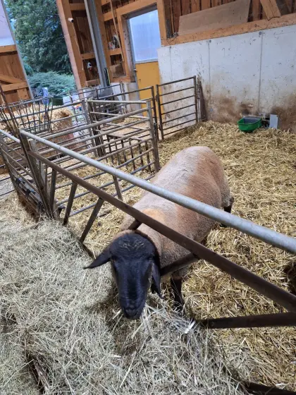 Suffolk Widder, Bock