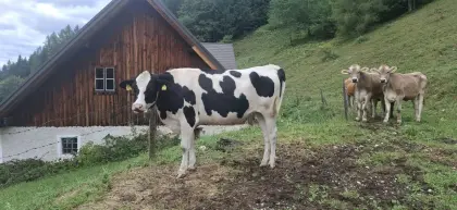 Verkaufe trächtige Bio-Kalbinnen