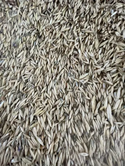 Verkaufe Bio-Winterhafer
