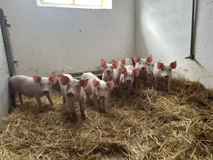 Edelschwein-Ferkel