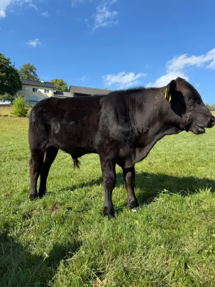 Bio Wagyu-Angus Stierkalb