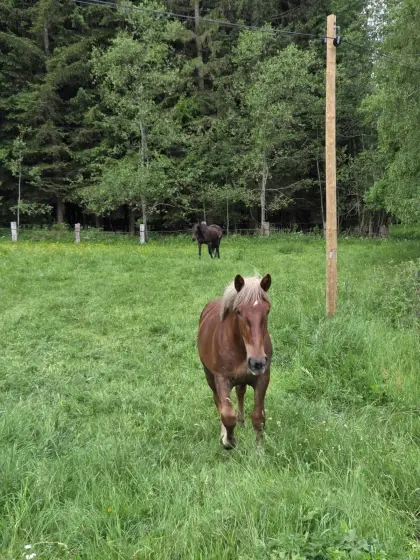 Noriker Kohlfuchsstute