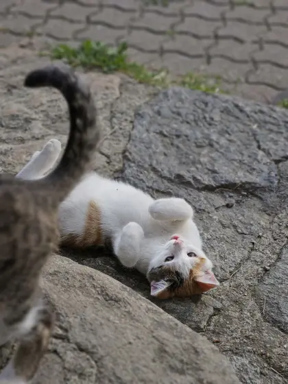 Katzenbabys, geimpft, freuen sich auf dich
