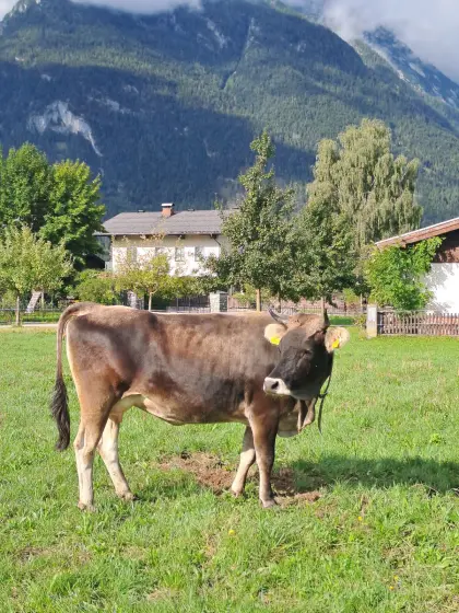 Grauviehkuh mit Stierkalb zu verkaufen