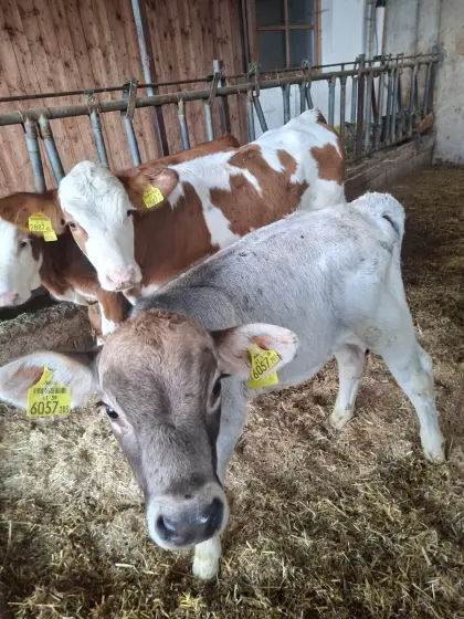 Brown Swiss Stierkalb