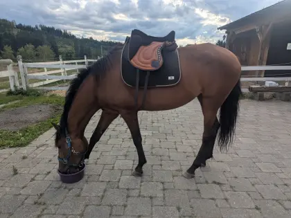 Lusitano-Stute