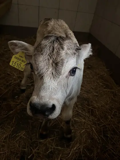 Bio Grauviehstierkalb