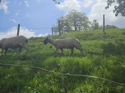Junger Walliser Schwarznasen-Widder