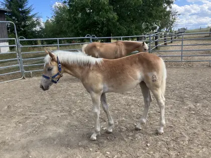 Lina, Haflinger Stutfohlen