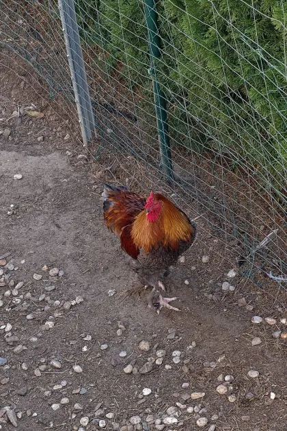 Brahma-Mischling mit Henne
