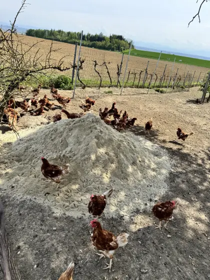 Braune Legehühner