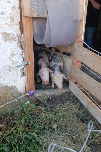 Duroc Schwäbisch Hall x Pietrain Ferkel