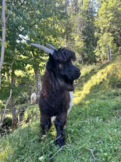 Walliser Ziegenbock
