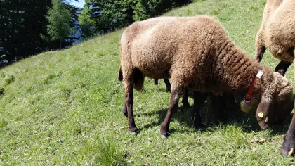 HB 1B Widder Braunes Bergschaf