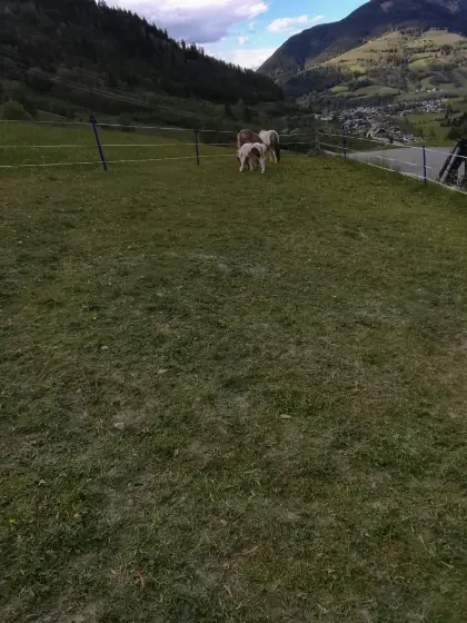 Ponys zu verkaufen