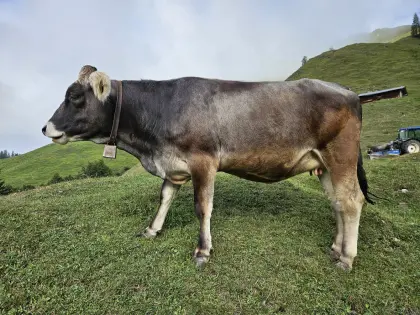 Tiroler Grauviehkalbinnen, Bio