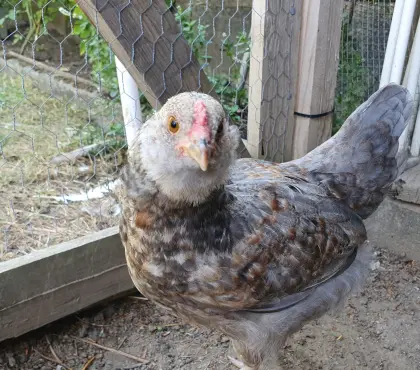 Junghahn Creme Legbar, Ameraucana