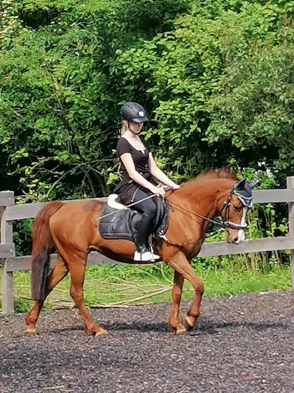 Deutsches Reitpony, Freizeitpony