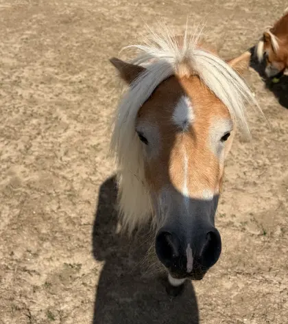 Mini-Ponys