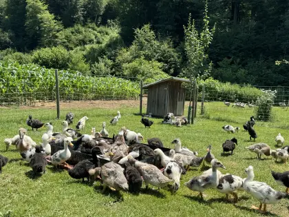 Landenten mit und ohne Haube, Haubenenten, Schneckenenten