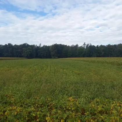 Bio-Soja-Silageballen