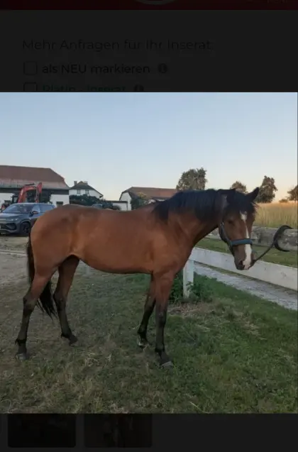Lusitano-Stute