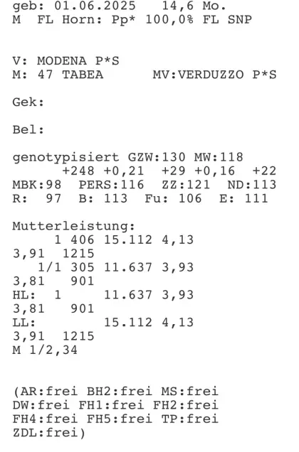 Zuchtstier