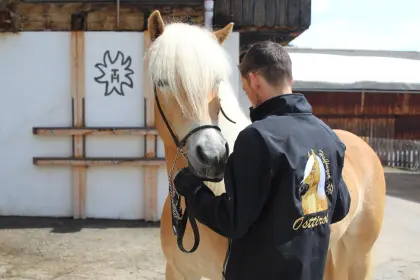 Haflinger Stute
