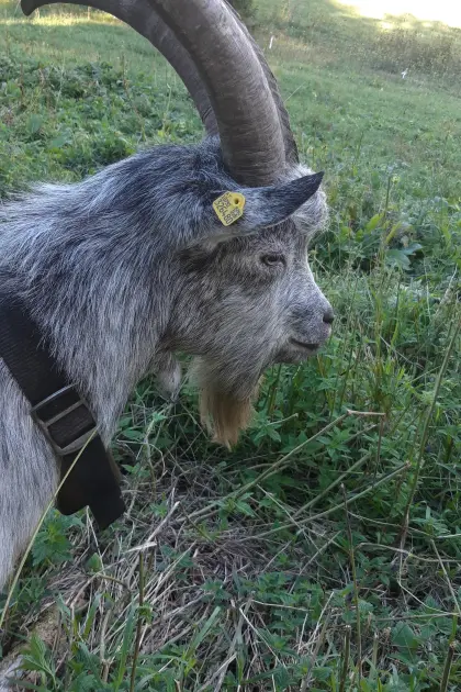 Blobe Bock