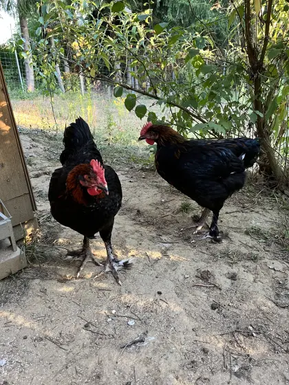 Marans SK Junghähne