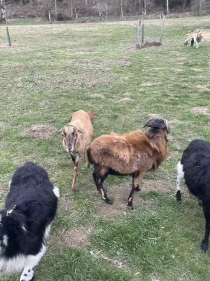 Kamerunbock