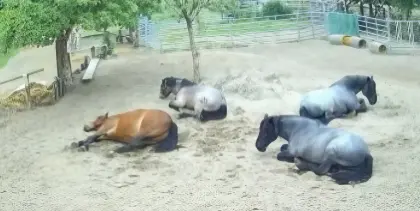 4 x Noriker im Herdenverband