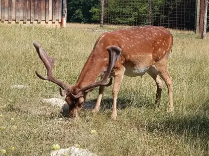 Damhirsch, Damwild, Zuchthirsche