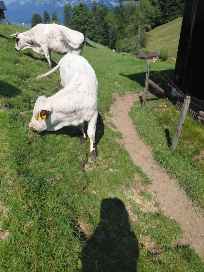 Pustertaler Sprinzen