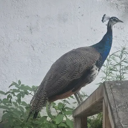 Junger männlicher Pfau