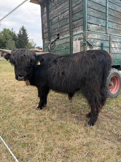 Hochlandrind-Stier, schwarz
