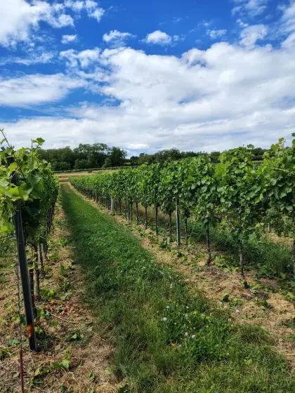 1.500 l Sauvignon Blanc Jahrgang 2025