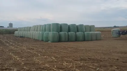 Maissilageballen