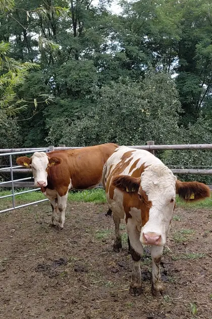 Bio Fleckvieh-Kalbinnen