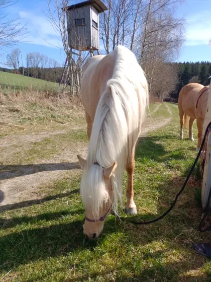 Araber-Partbred-Stute in der Sonderfarbe Palomino