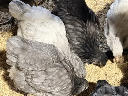Verkaufe Orpingtons