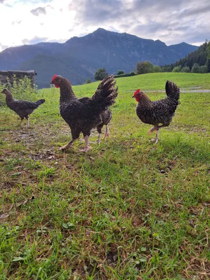 Gockel, Hahn