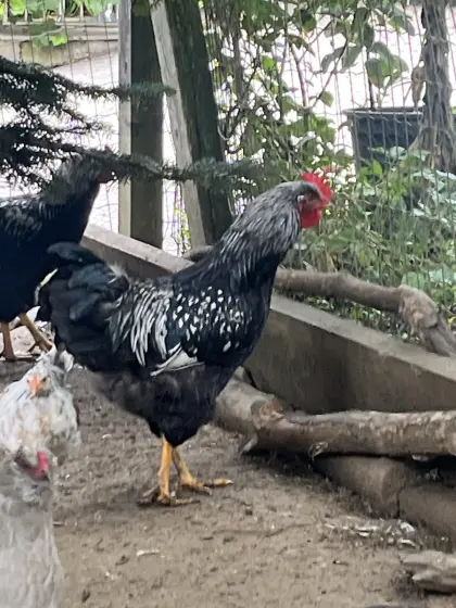 Barnevelder Junghahn