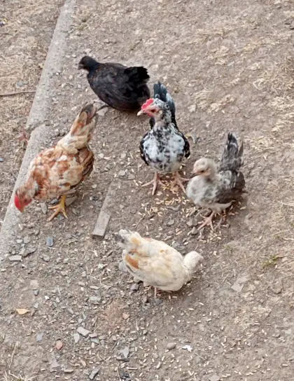 5 x Seramas Zwergküken