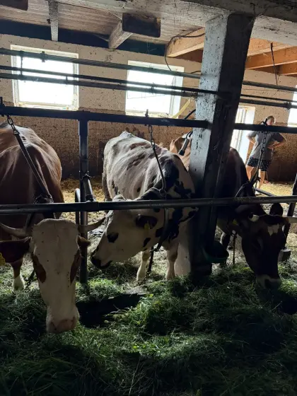 Normande Kuh mit Kalb