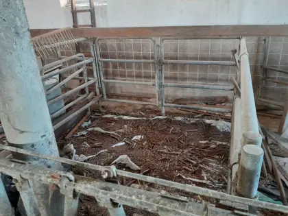 Aufstallung Rinder und Kälber