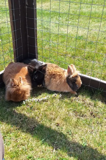 Kaninchen zu vergeben